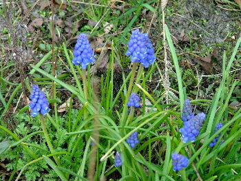 Muscari armeniacumLangbladige druifhyacint bestellen